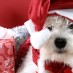 Christmas in July: The return of the Christmas Club